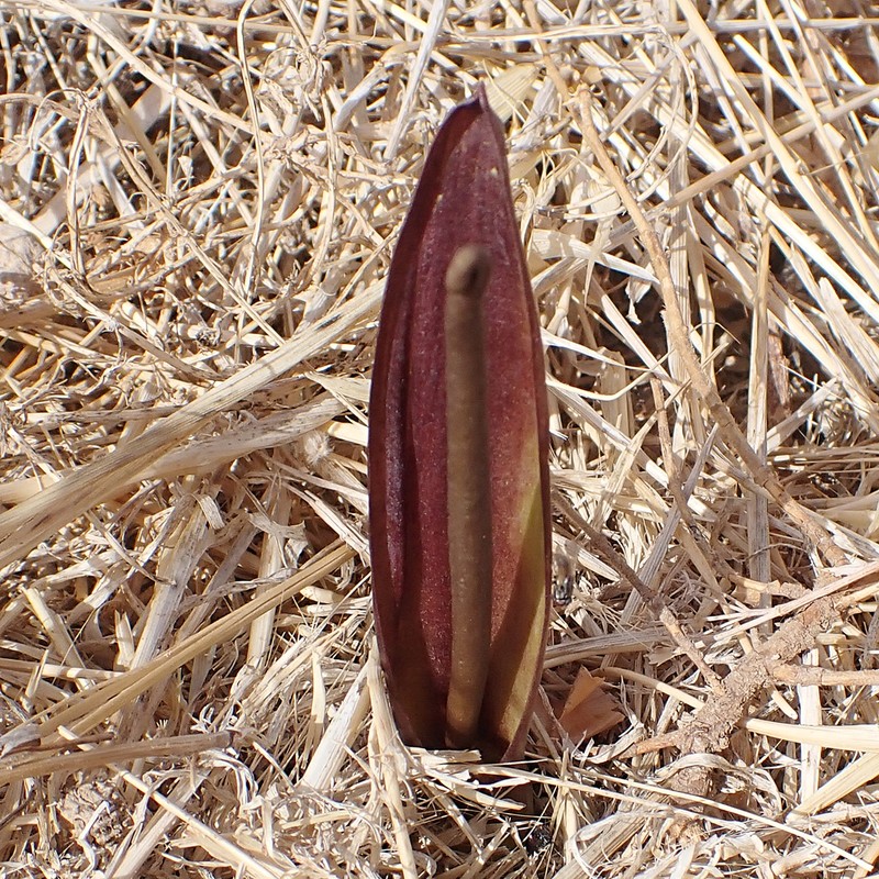 Biarum carratracense photo 2