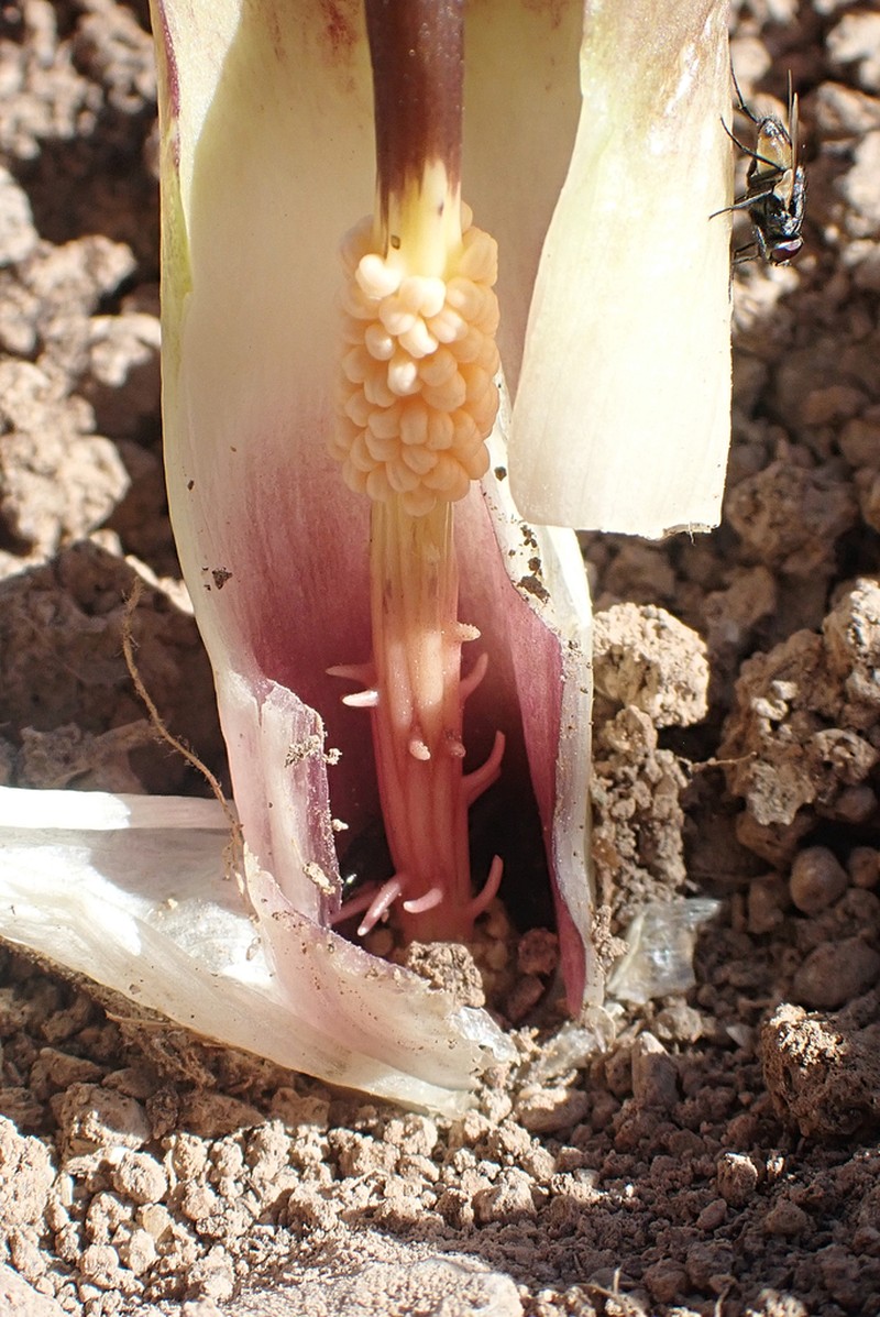 Biarum carratracense photo 3