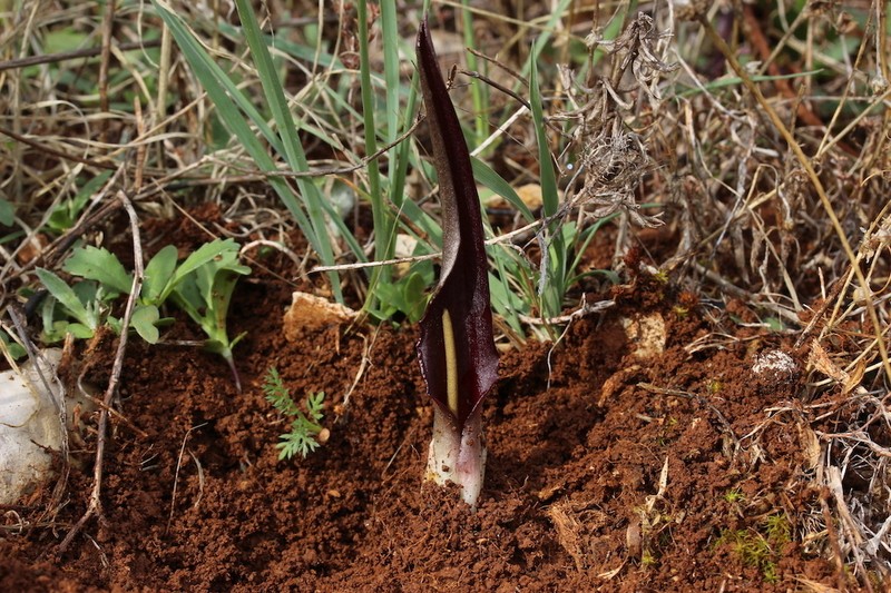 Biarum carratracense photo 4