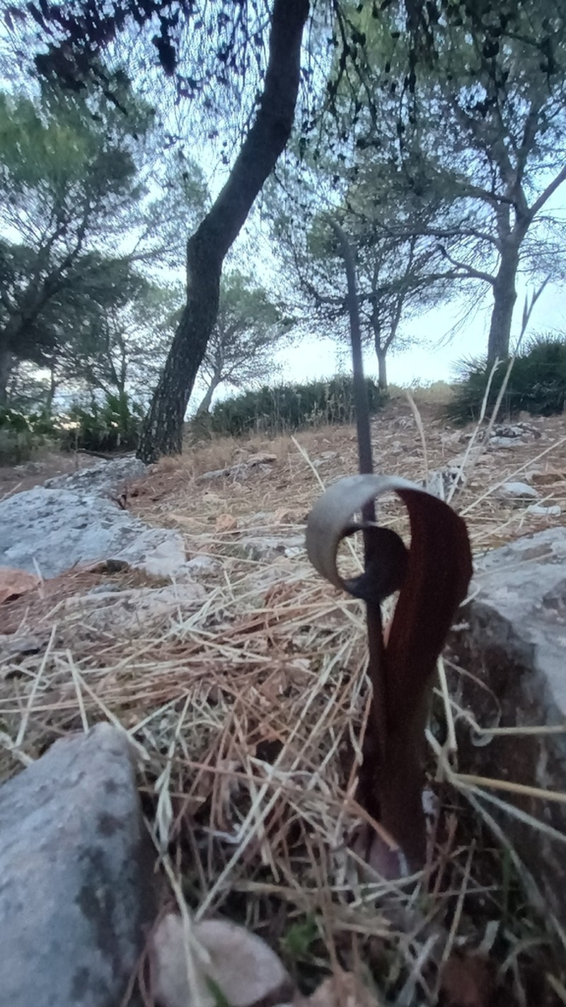 Biarum carratracense photo 5
