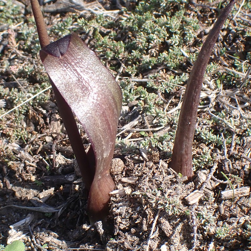 Biarum carratracense photo 6