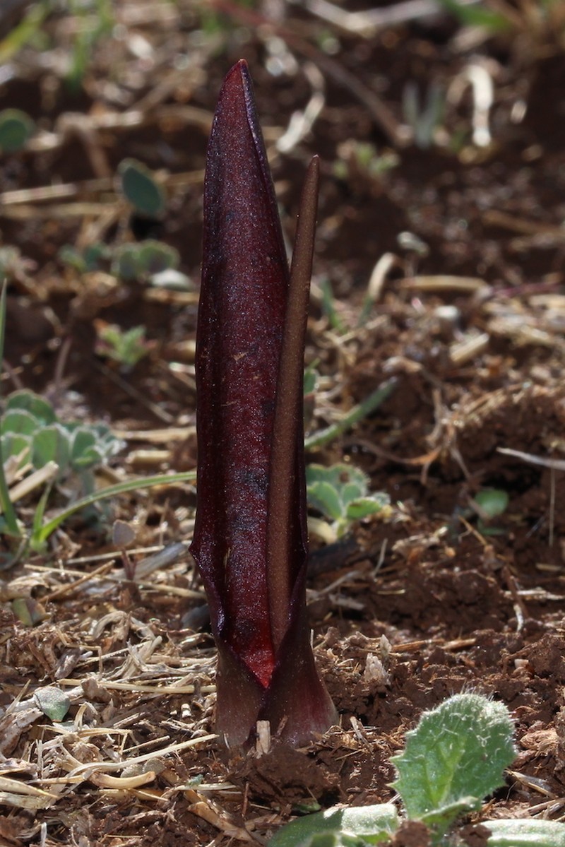 Biarum carratracense photo 7