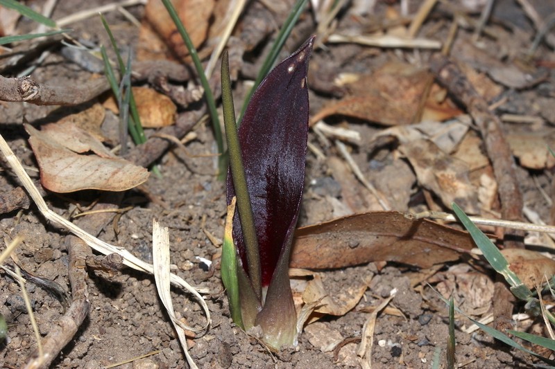 Biarum carratracense photo 8