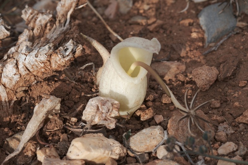 Biarum davisii