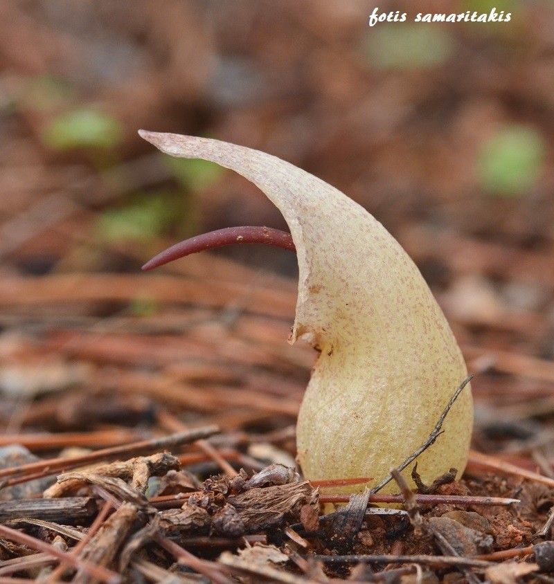 Biarum davisii photo 2