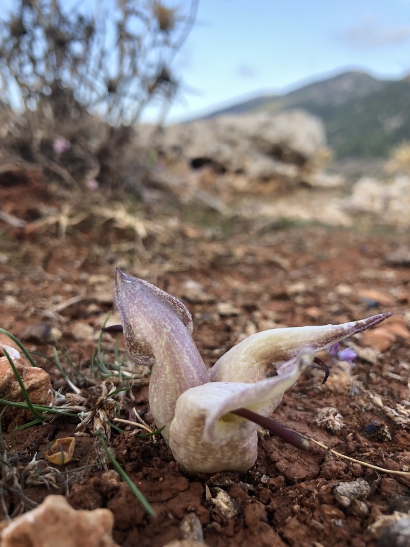 Biarum davisii photo 3