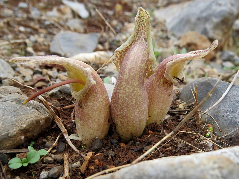 Biarum davisii photo 4