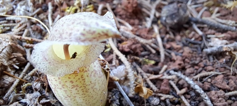 Biarum davisii photo 5