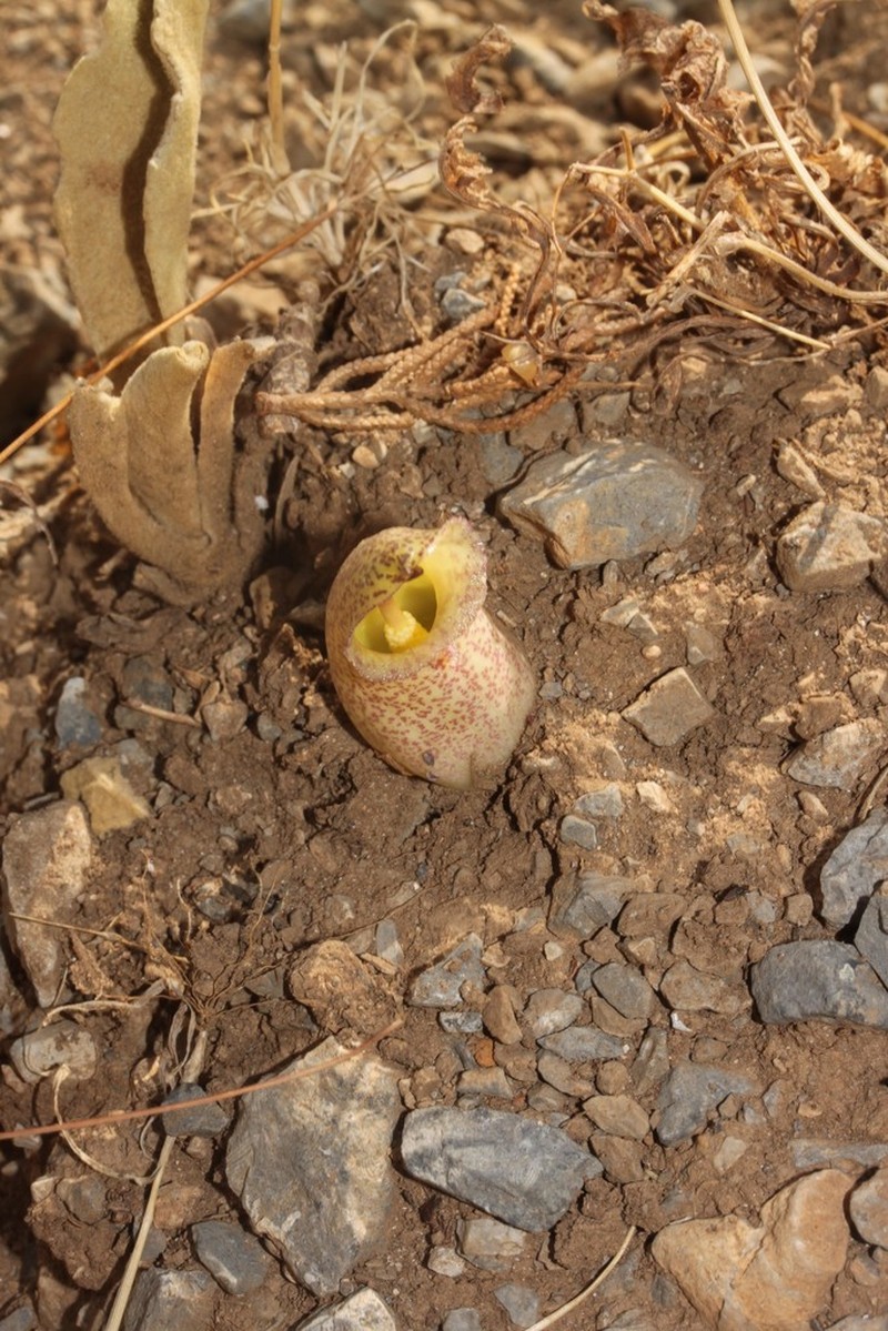 Biarum davisii photo 6
