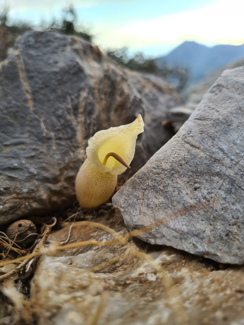 Biarum davisii photo 7