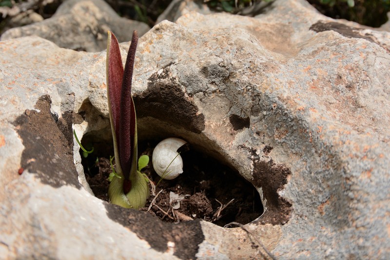 Biarum dispar