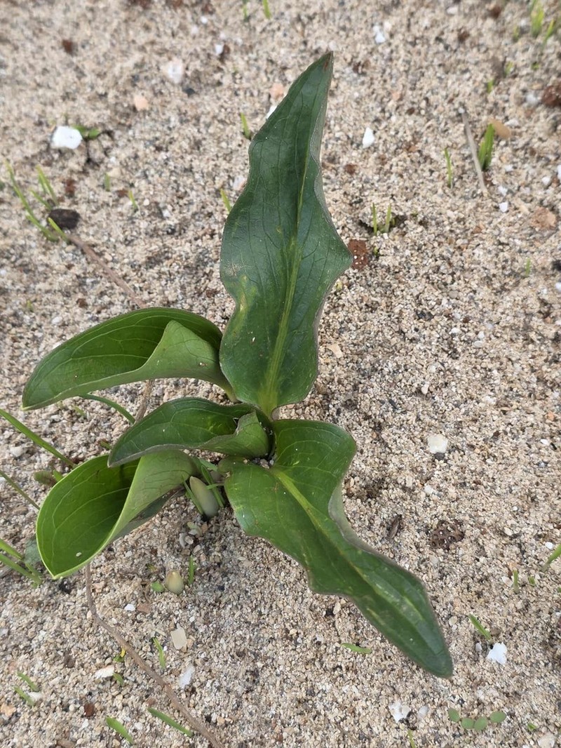 Biarum dispar photo 2