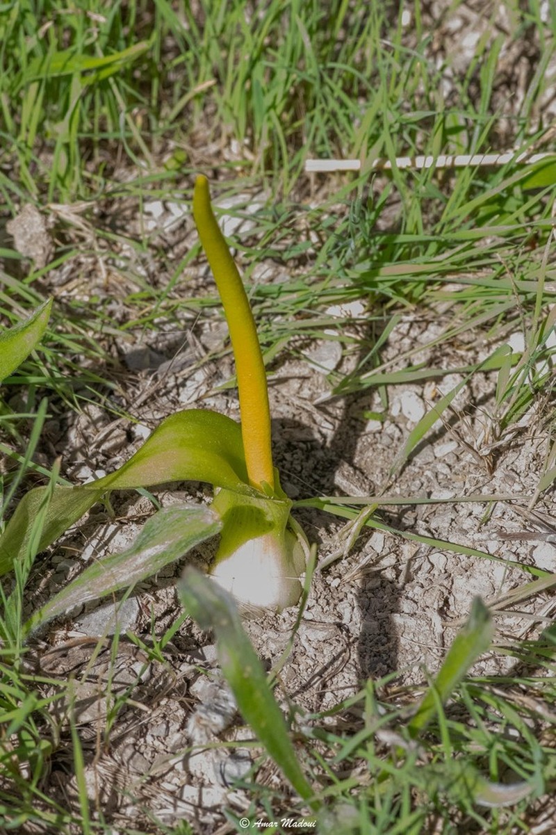 Biarum dispar photo 3