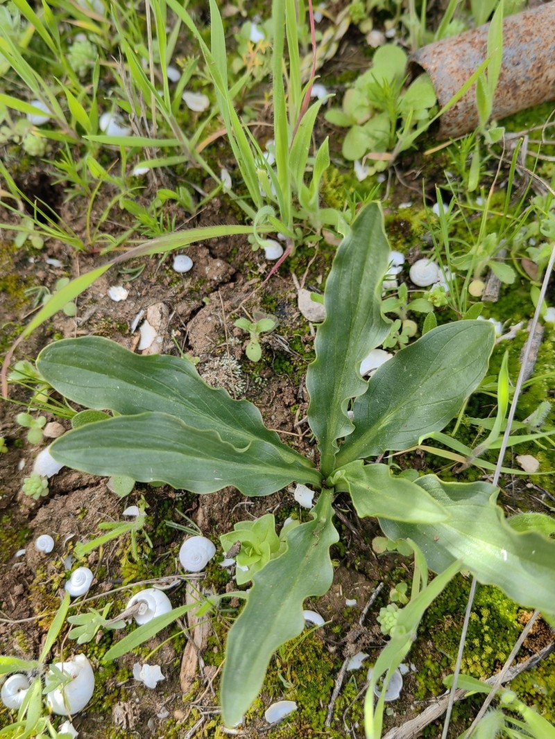 Biarum dispar photo 4