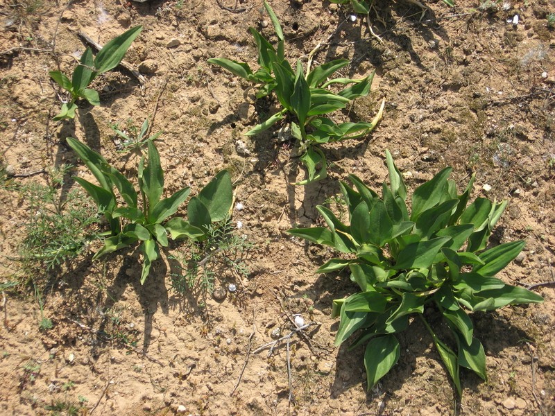 Biarum dispar photo 5