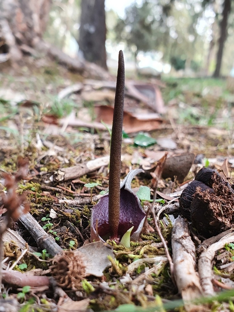 Biarum dispar photo 6