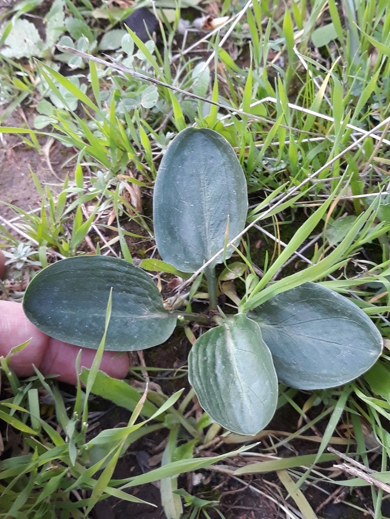 Biarum dispar photo 7