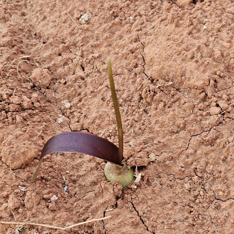 Biarum dispar photo 8