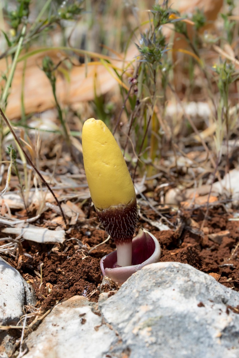 Biarum ditschianum