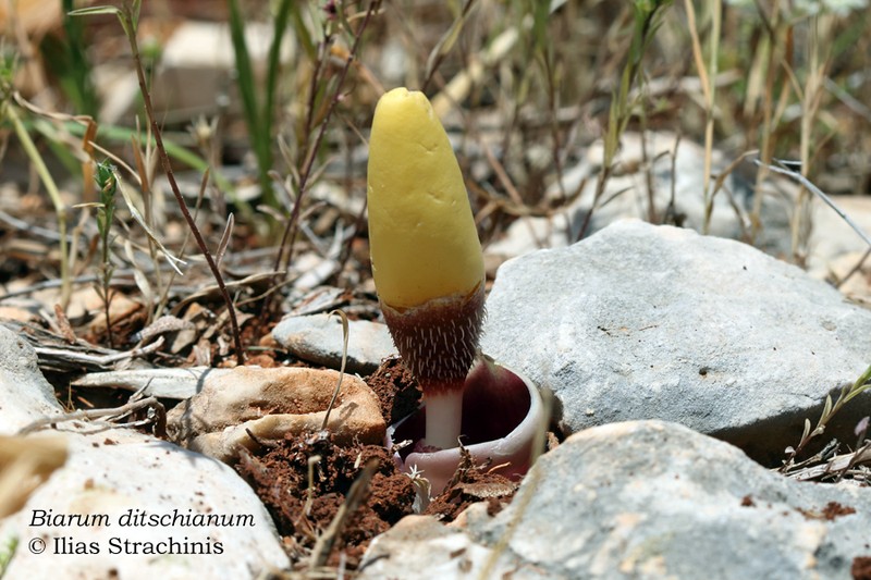 Biarum ditschianum photo 2