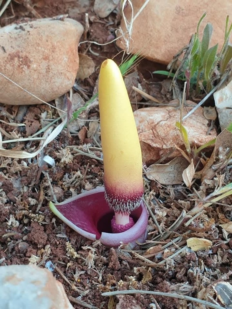 Biarum ditschianum photo 3