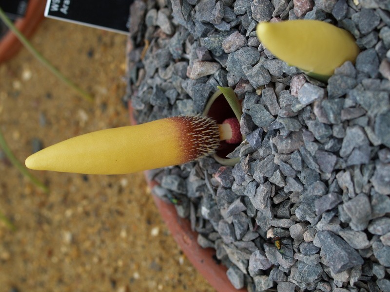 Biarum ditschianum photo 4