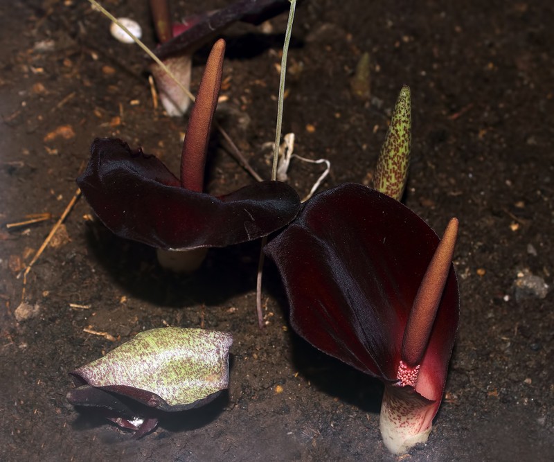 Biarum eximium