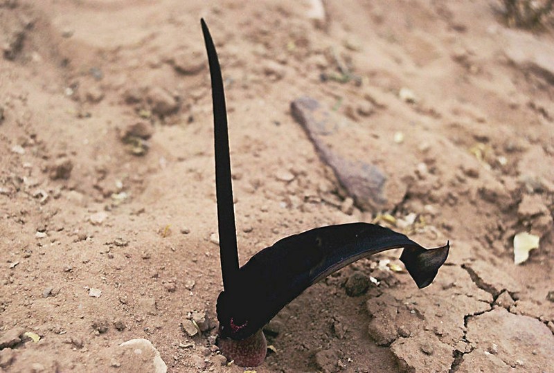 Biarum eximium photo 2