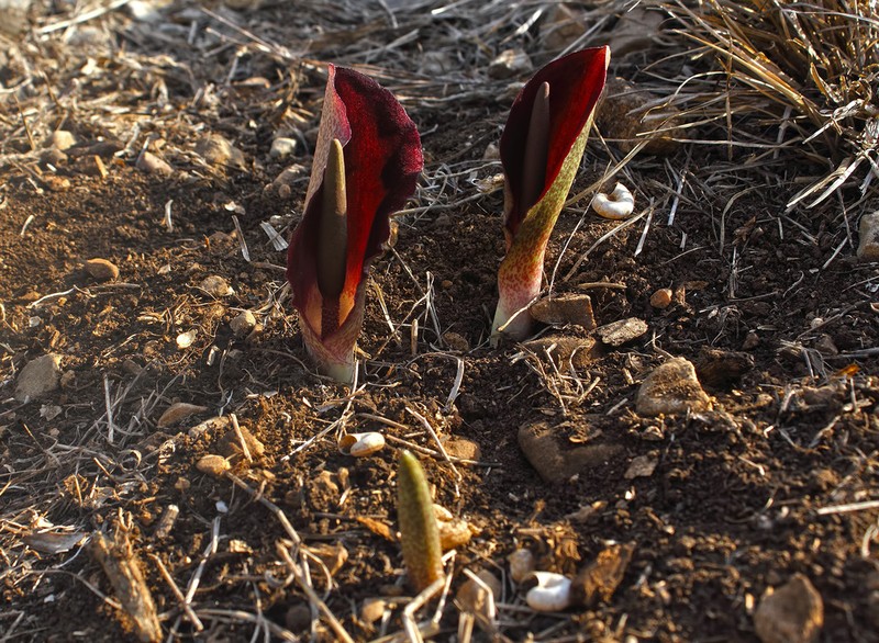 Biarum eximium photo 3