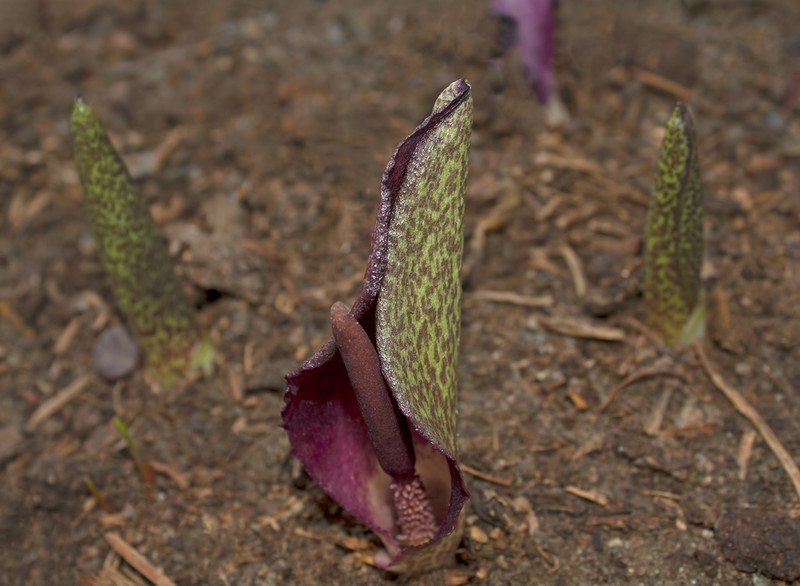 Biarum eximium photo 4