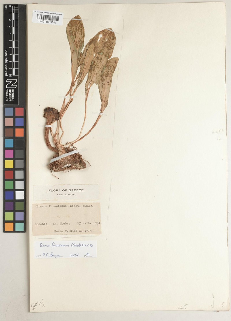 Biarum fraasianum