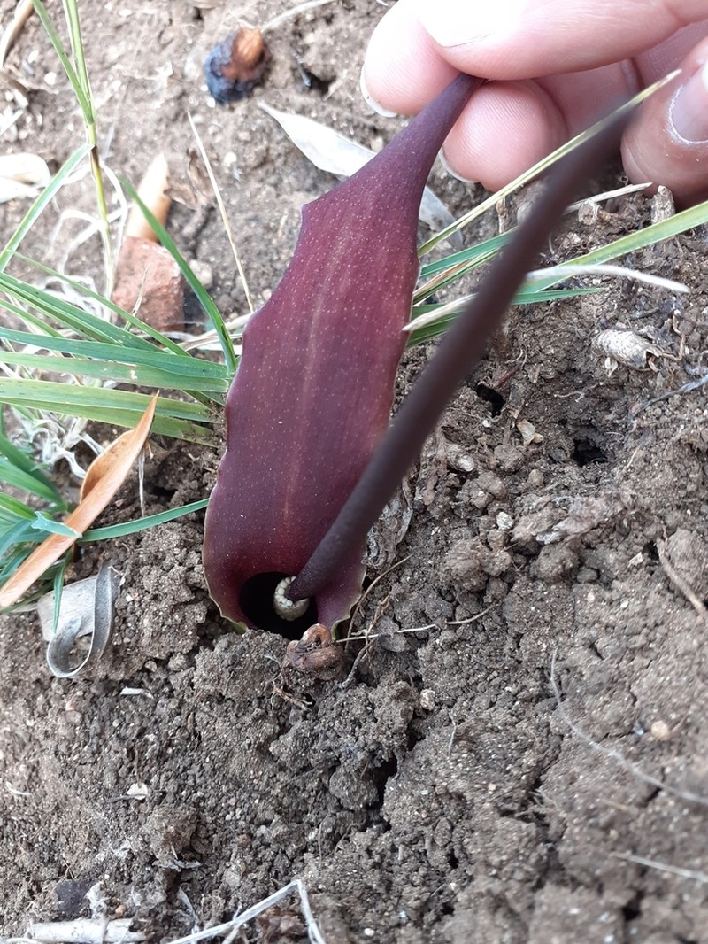 Biarum mendax