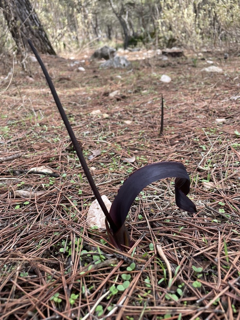 Biarum mendax photo 2