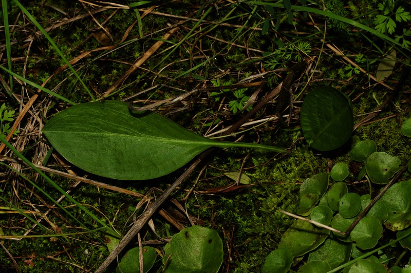 Biarum mendax photo 3