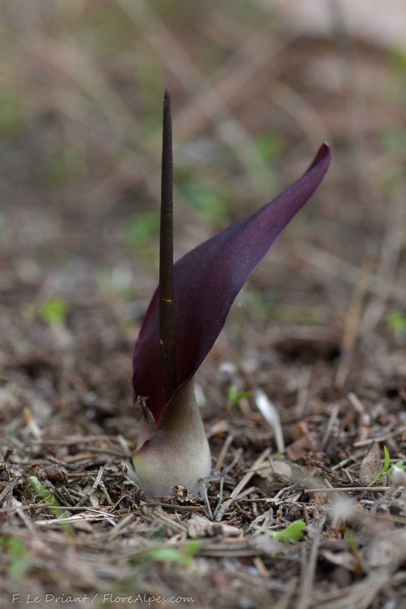 Biarum mendax photo 4