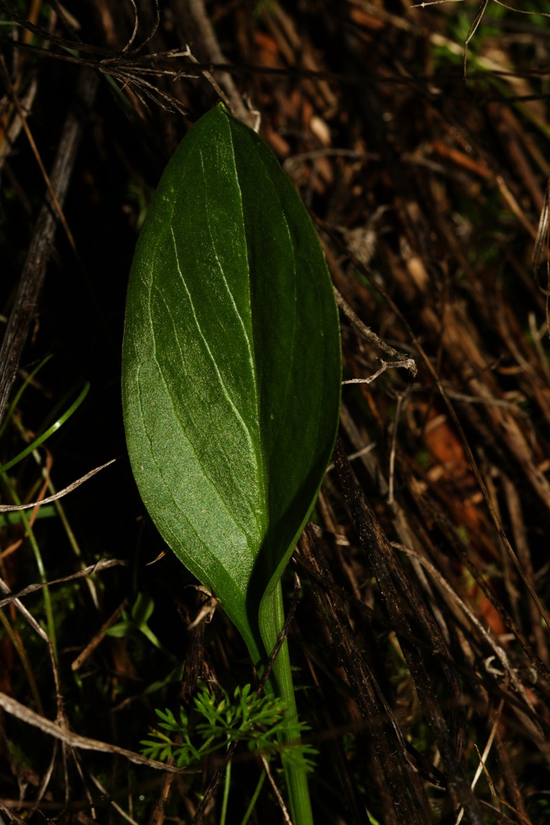 Biarum mendax photo 5