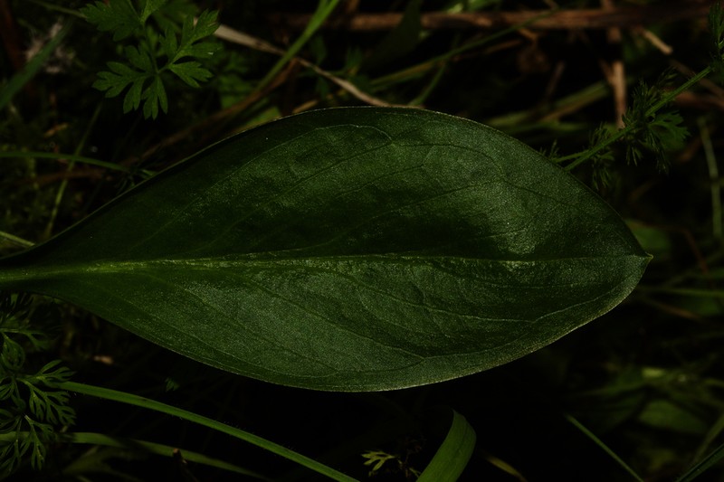 Biarum mendax photo 6