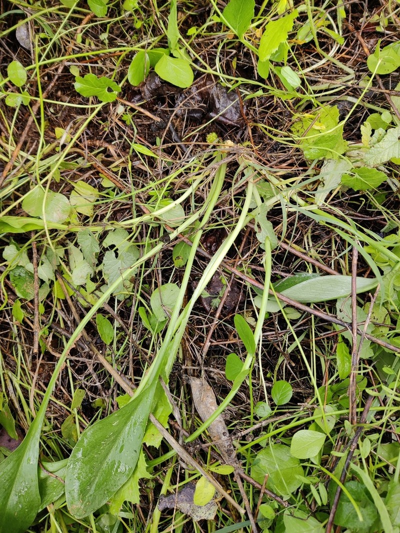 Biarum mendax photo 8