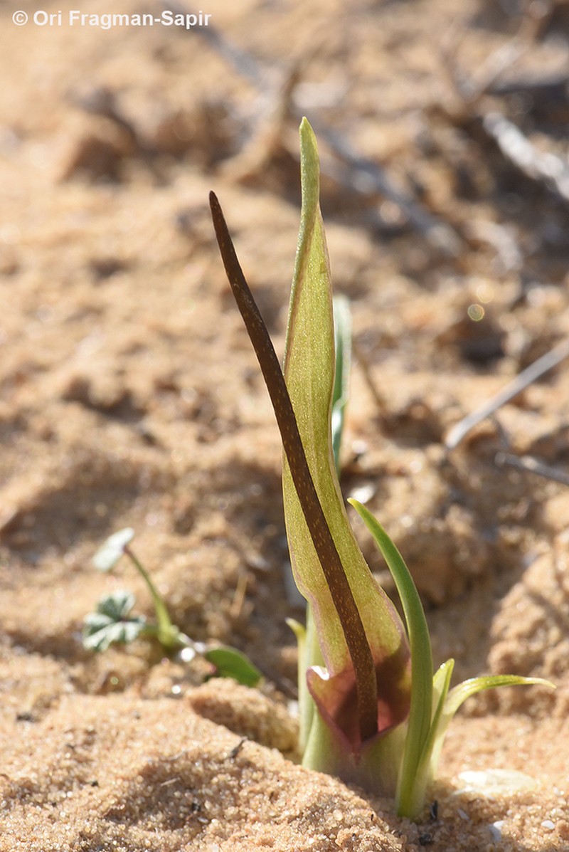 Biarum olivieri
