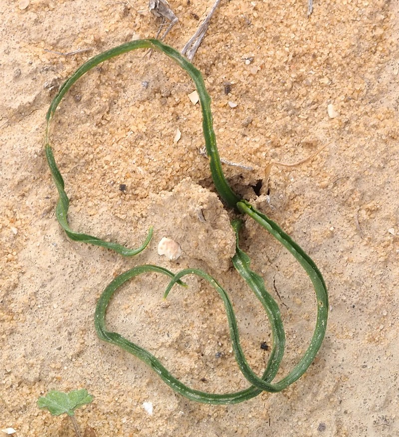 Biarum olivieri photo 2