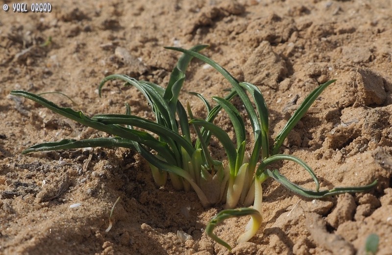 Biarum olivieri photo 3