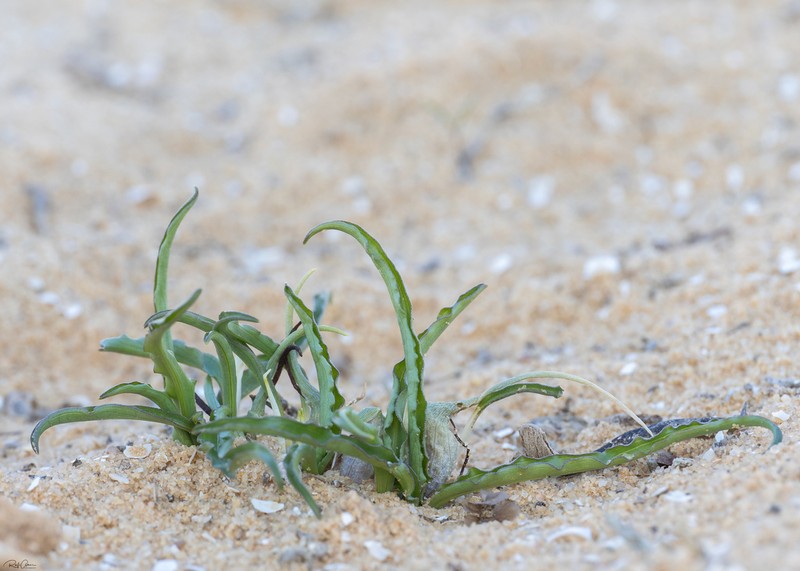 Biarum olivieri photo 4