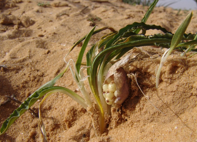 Biarum olivieri photo 6