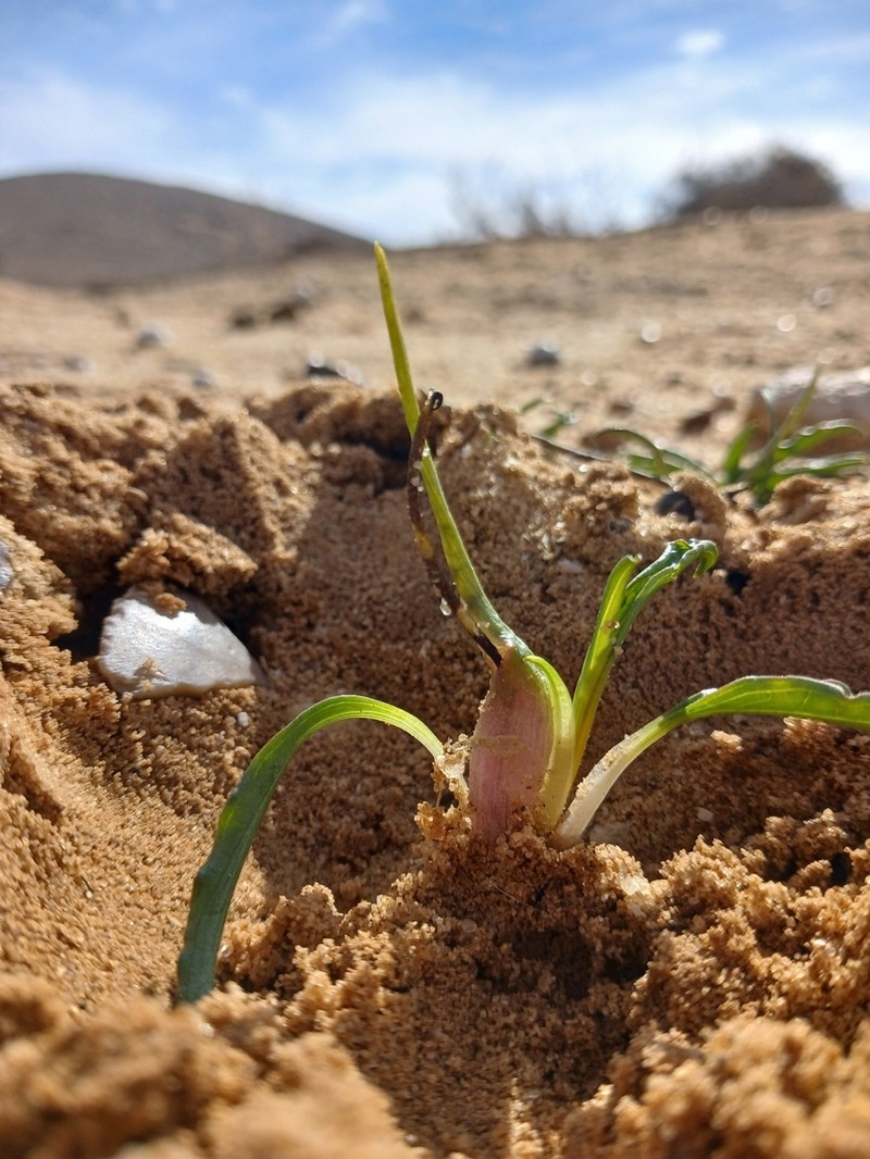 Biarum olivieri photo 7