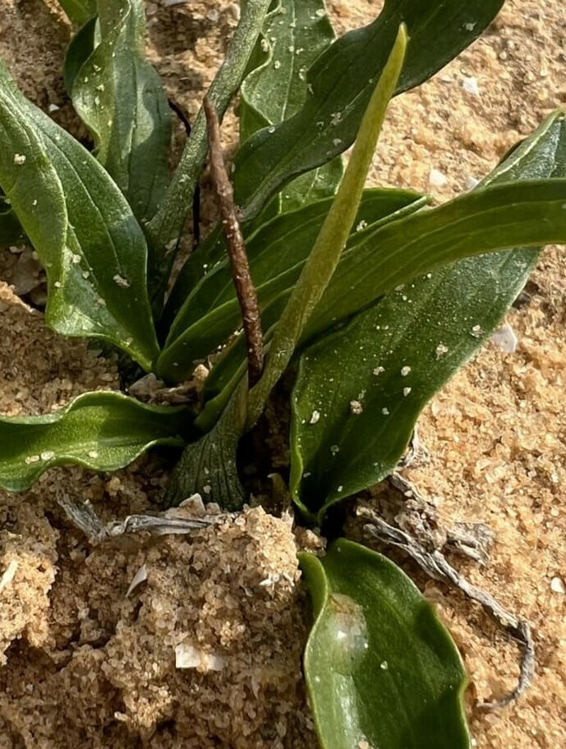 Biarum olivieri photo 8