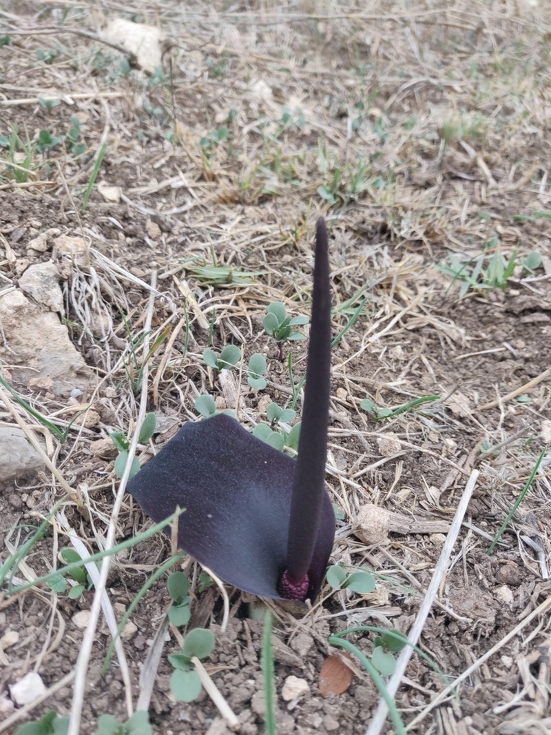 Biarum pyrami