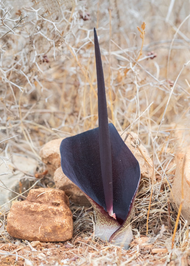 Biarum pyrami photo 2