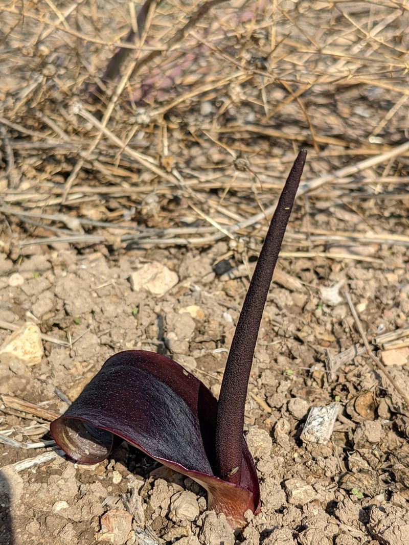 Biarum pyrami photo 3