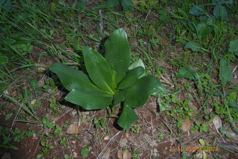 Biarum pyrami photo 4