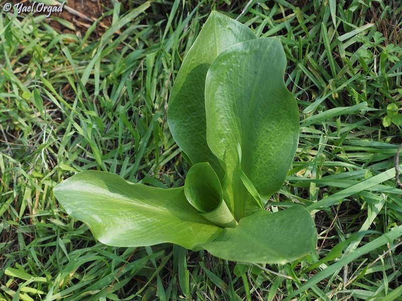 Biarum pyrami photo 5